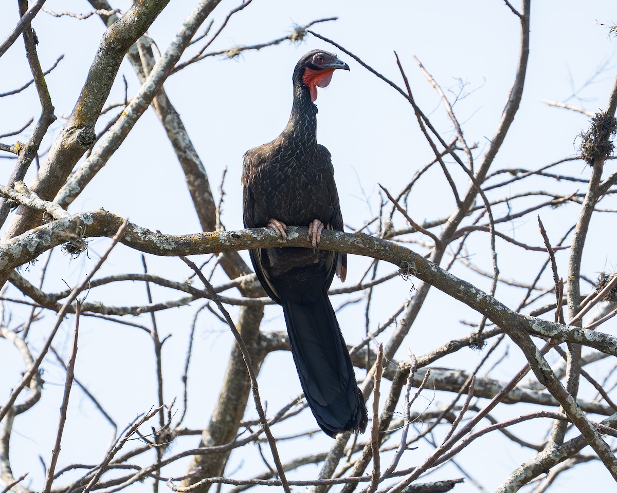 White-winged Guan - ML645917382