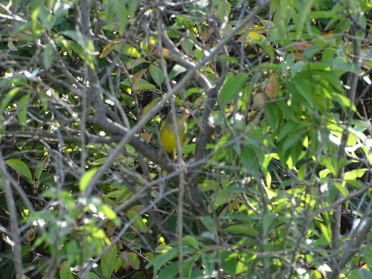 MacGillivray's Warbler - ML645917386