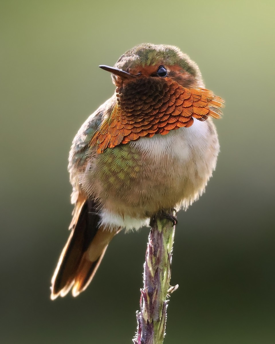 Scintillant Hummingbird - ML645917392