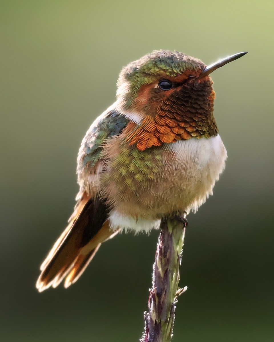 Scintillant Hummingbird - ML645917393