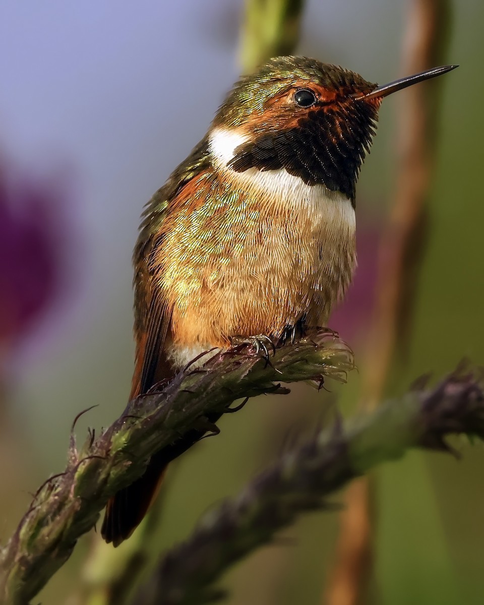 Scintillant Hummingbird - ML645917394