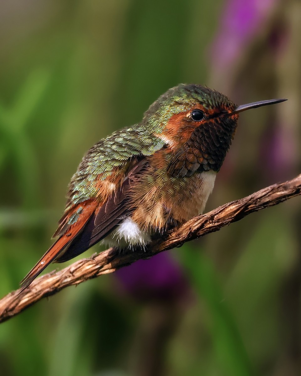 Scintillant Hummingbird - ML645917395
