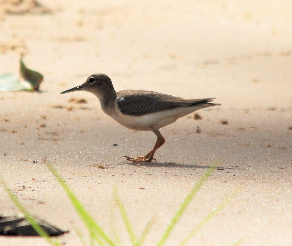 Spotted Sandpiper - ML645917401