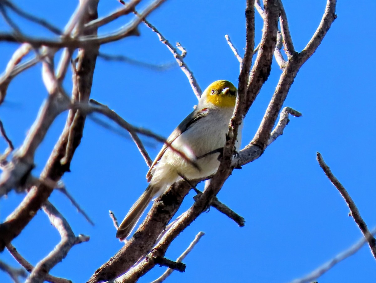 Verdin - ML645917416