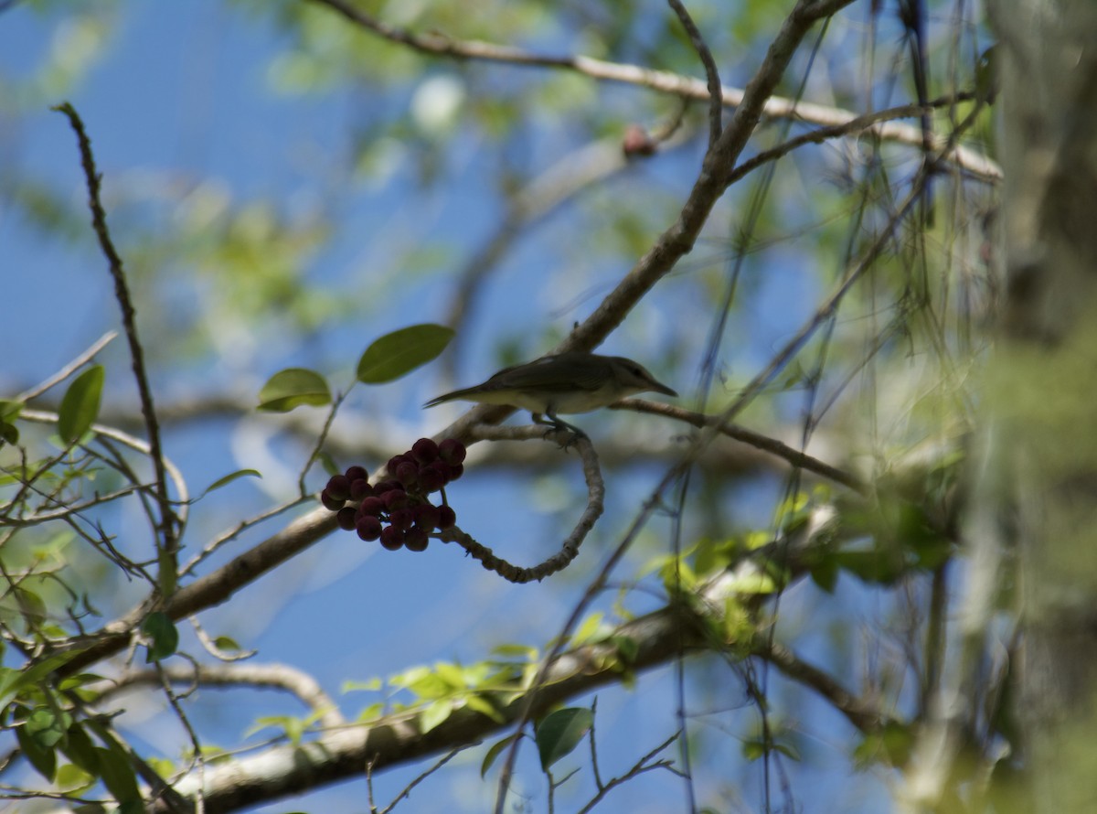Black-whiskered Vireo - ML645917420
