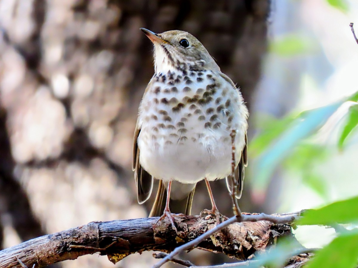 Hermit Thrush - ML645917423