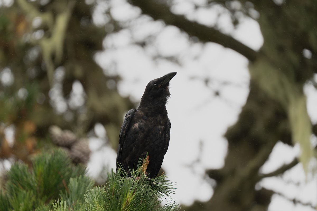 עורב שחור - ML645917431