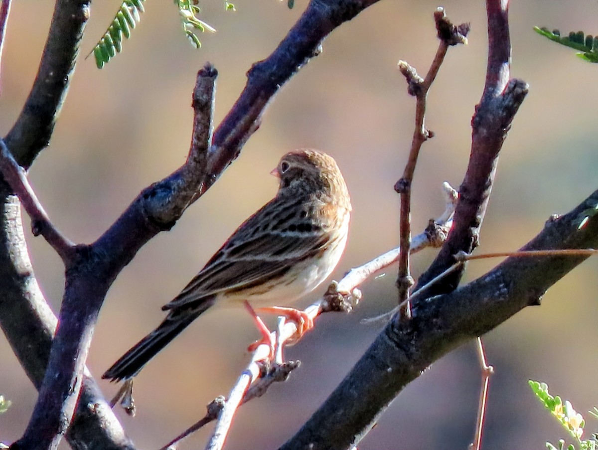 Vesper Sparrow - ML645917432