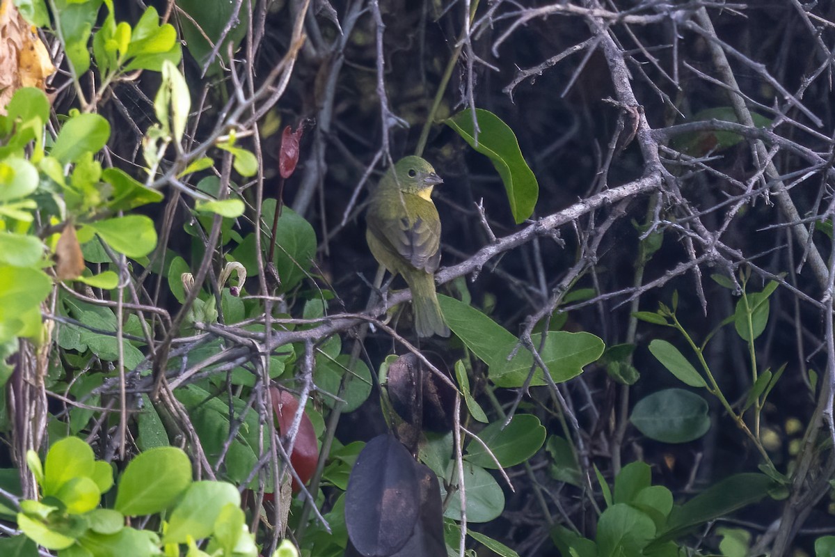 Painted Bunting - ML645917439