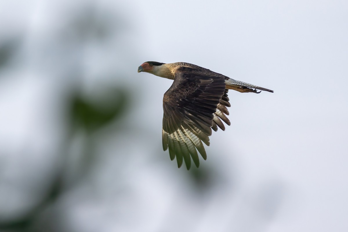Crested Caracara - ML645917441