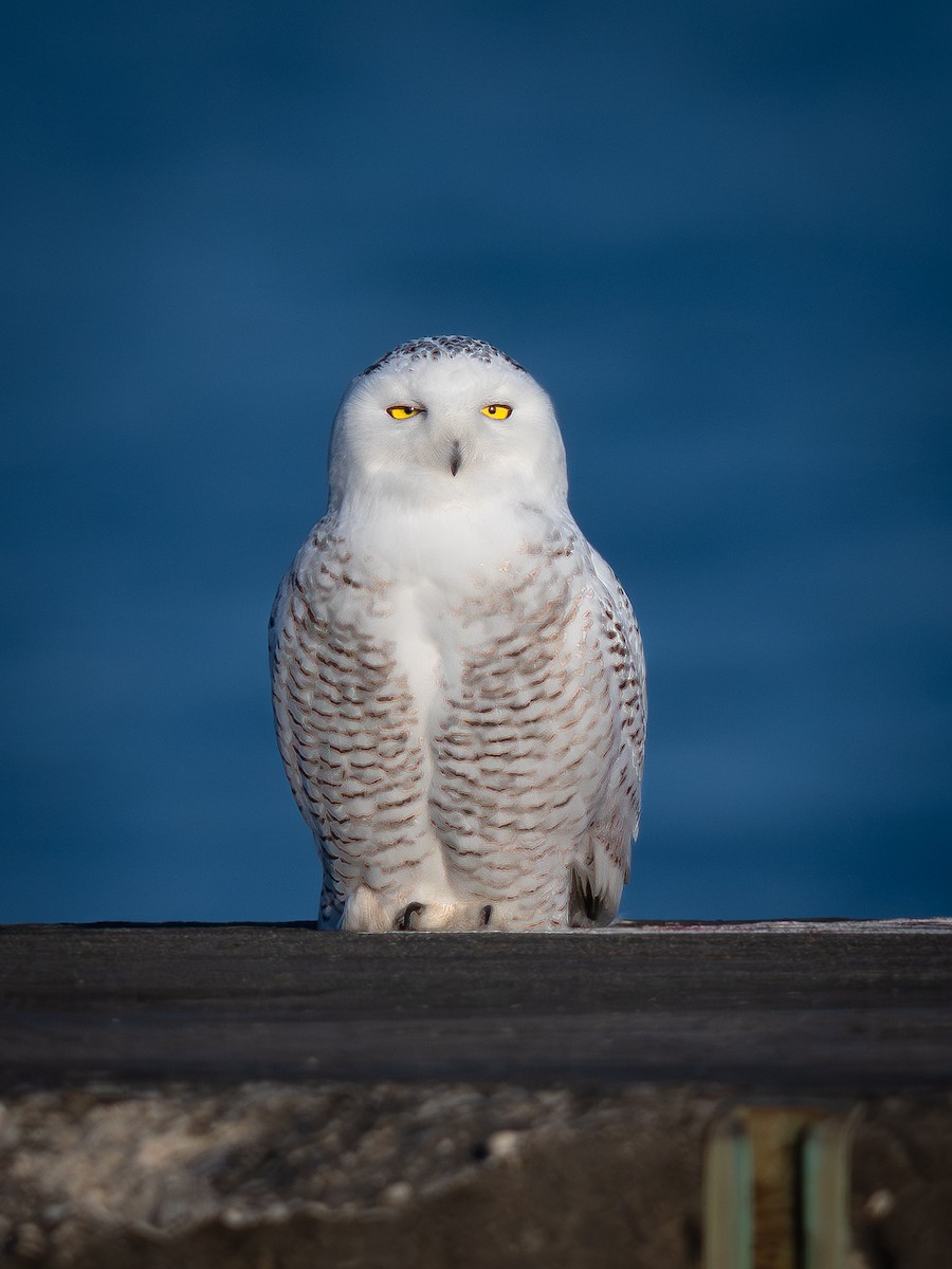 לילית שלג - ML645917442