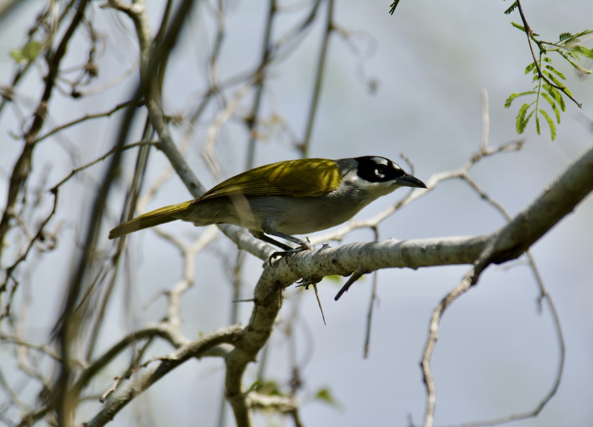 Black-crowned Palm-Tanager - ML645917445