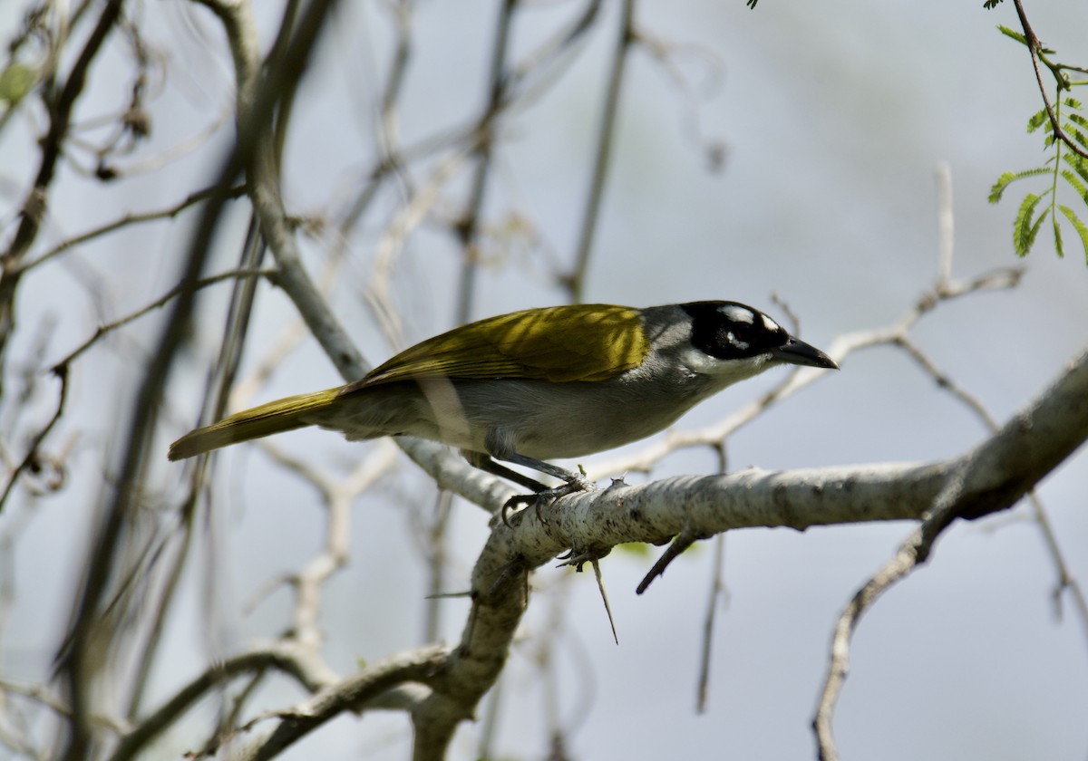 Black-crowned Palm-Tanager - ML645917446