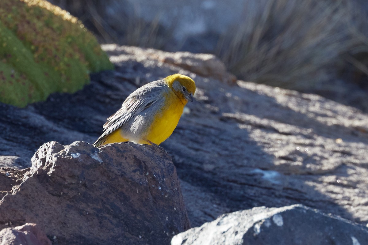 Золотопоясничный зерноед - ML645917447