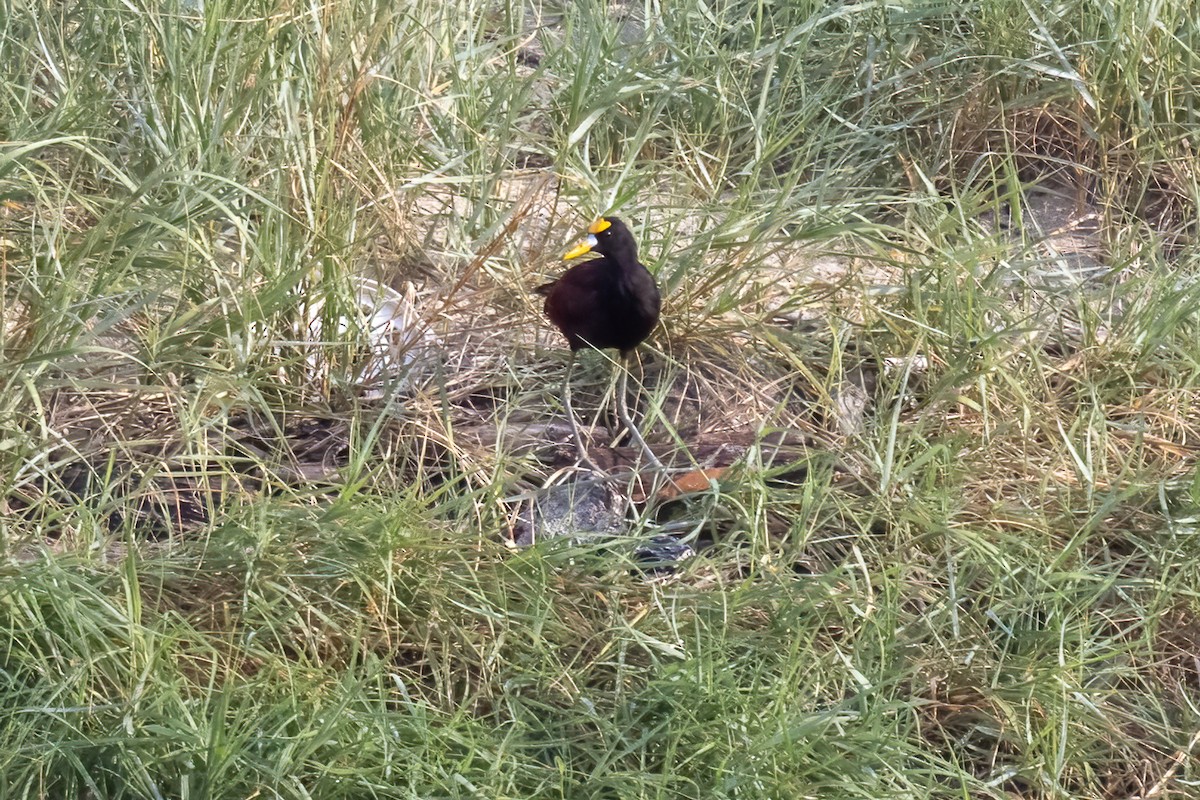 Northern Jacana - ML645917449