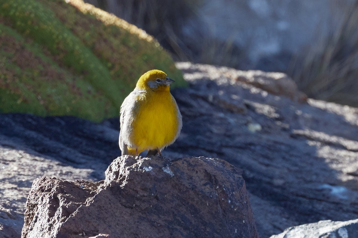 Золотопоясничный зерноед - ML645917451