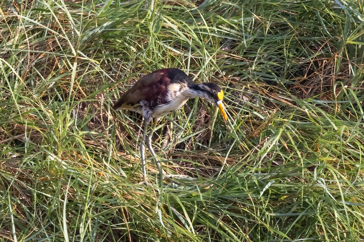 Northern Jacana - ML645917452