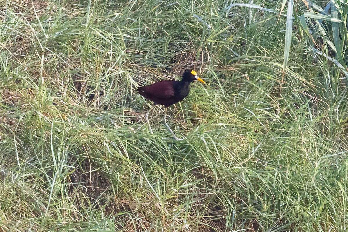 Northern Jacana - ML645917453
