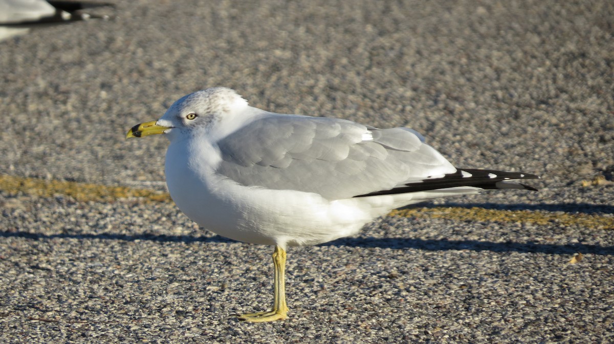 Ring-billed Gull - ML645917465