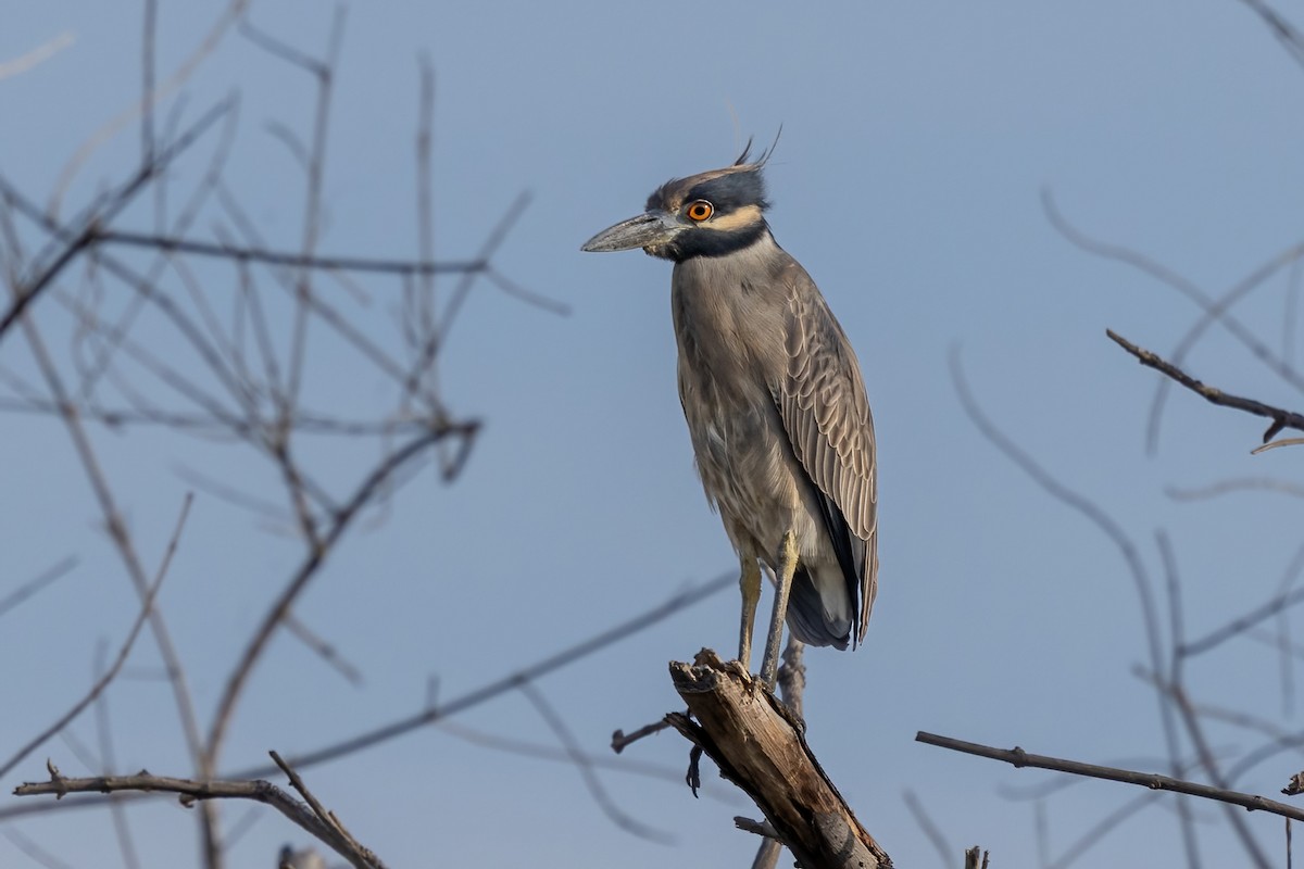 Yellow-crowned Night Heron - ML645917466