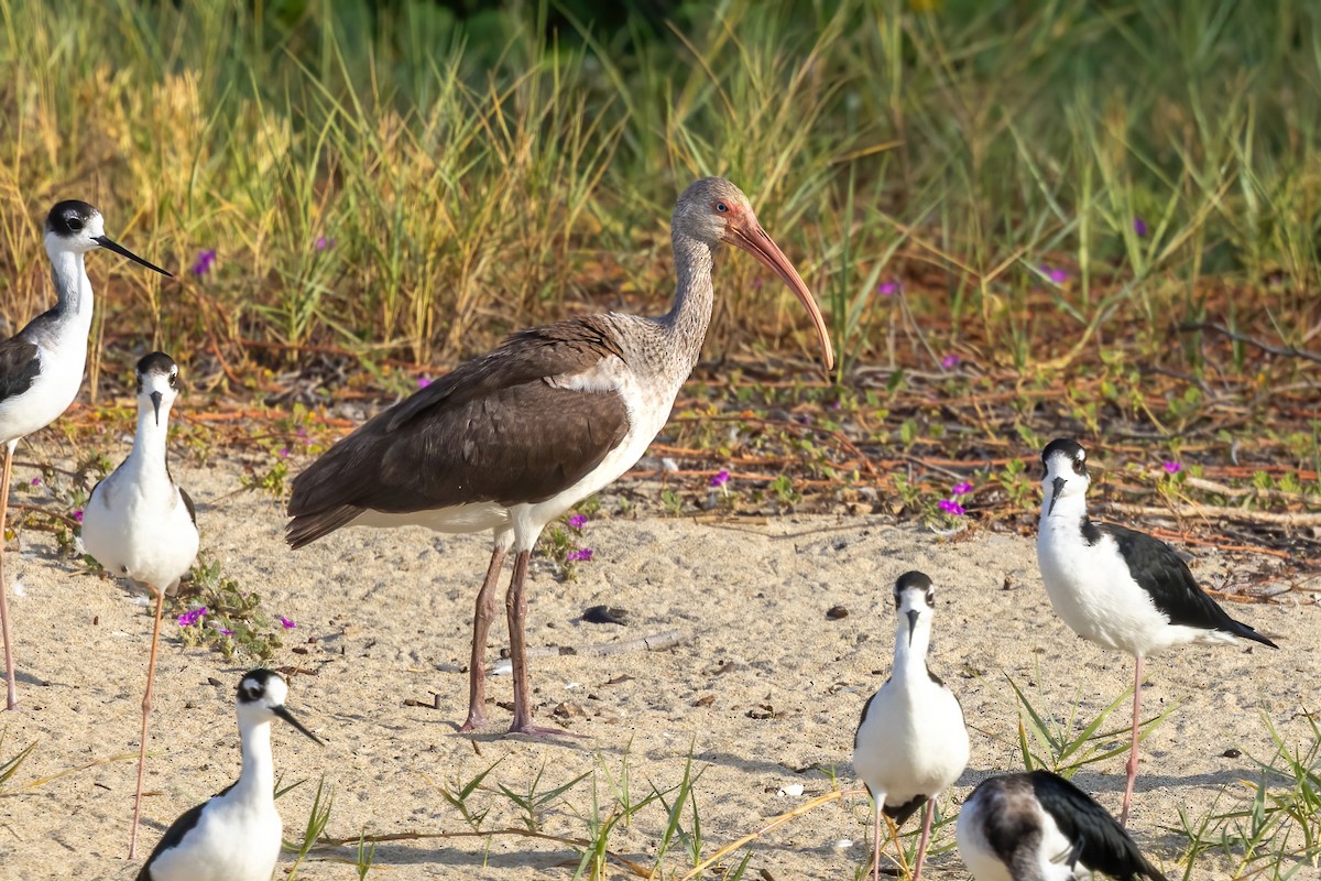 White Ibis - ML645917468