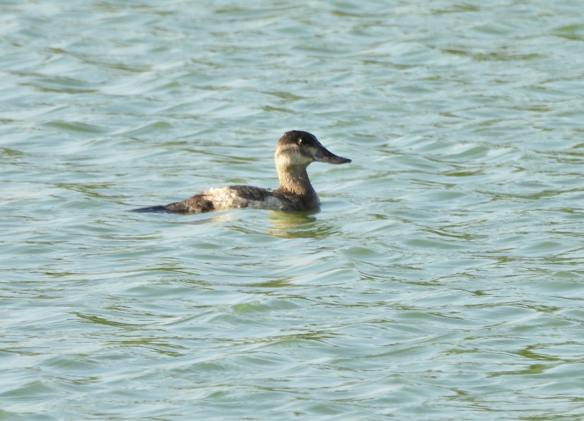 Schwarzkopf-Ruderente - ML645917469