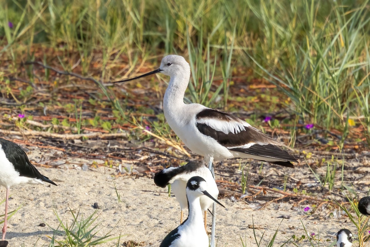 American Avocet - ML645917470