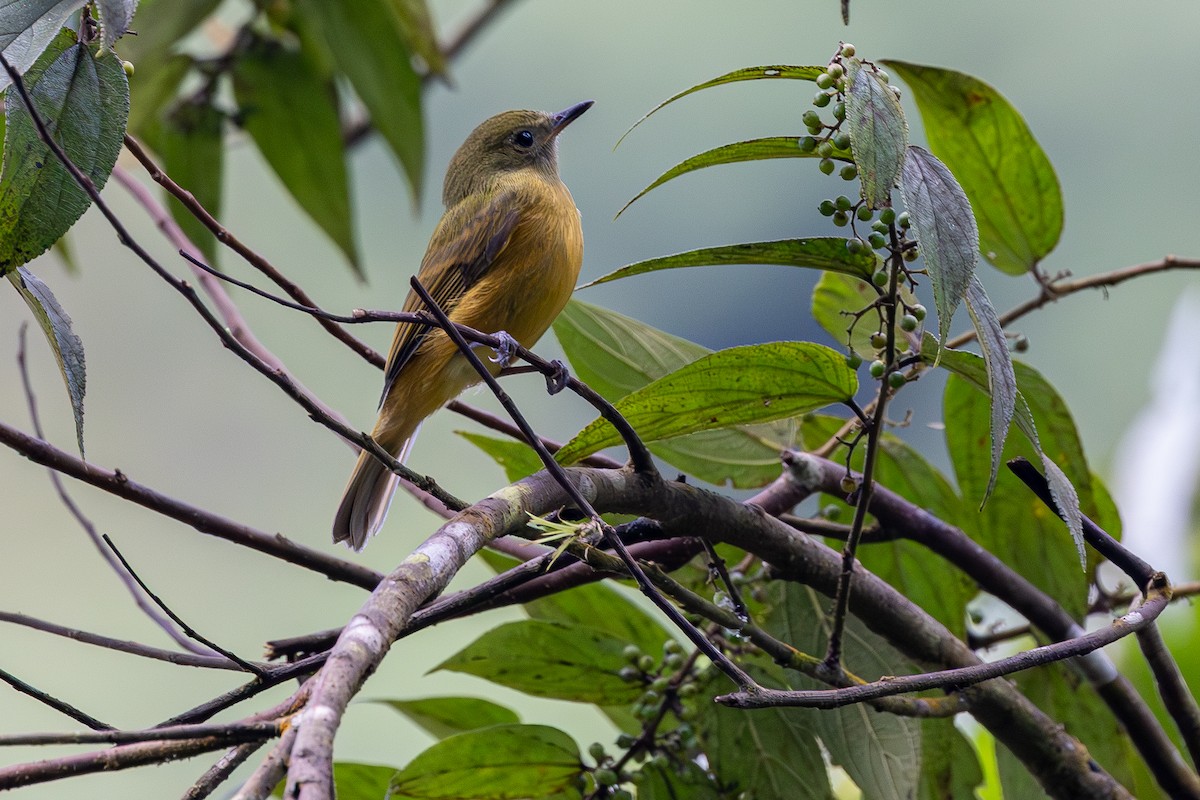 Pipromorphe roussâtre - ML645917476