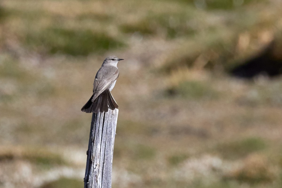 Puna Ground-Tyrant - ML645917481