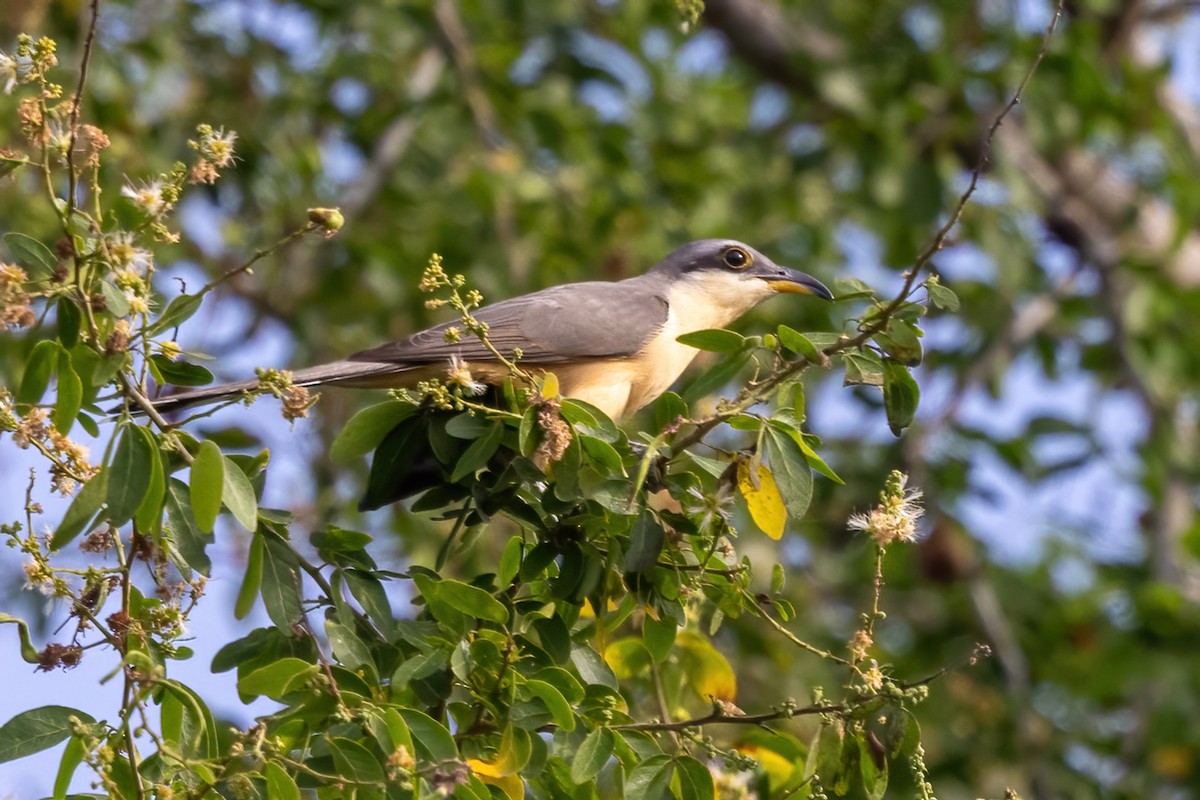 Mangrove Cuckoo - ML645917485
