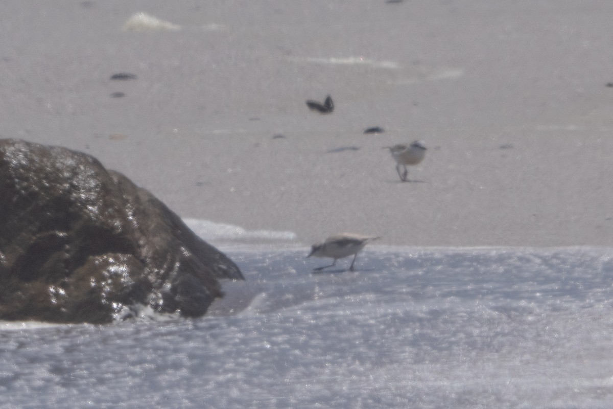 White-fronted Plover - ML645917487