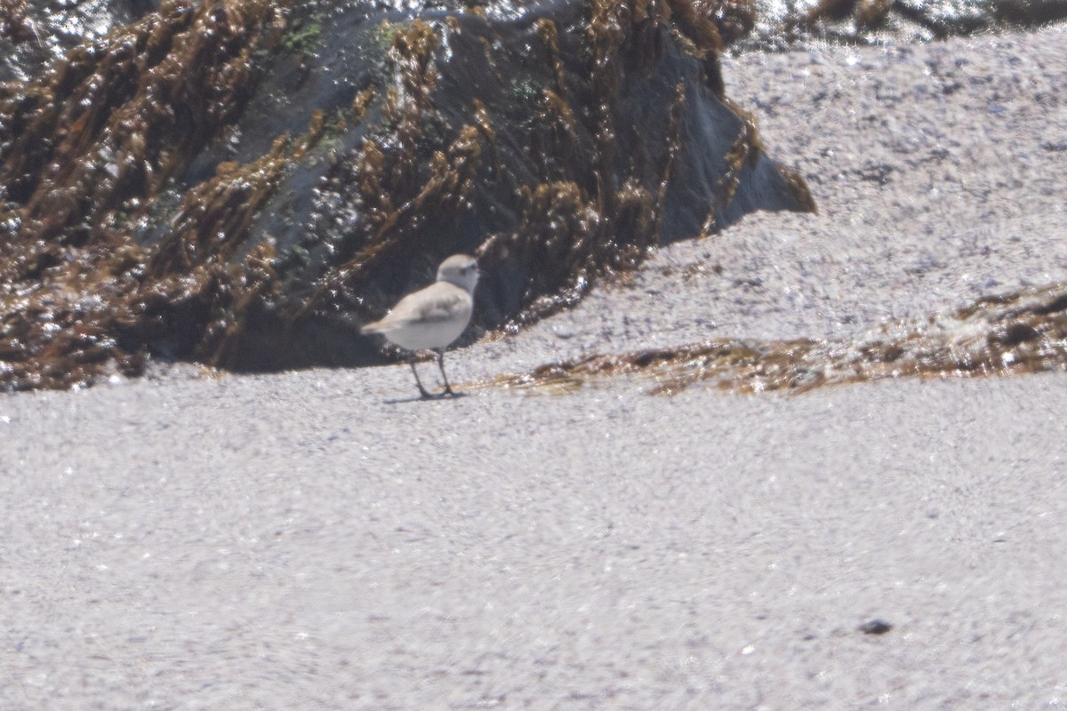 White-fronted Plover - ML645917488