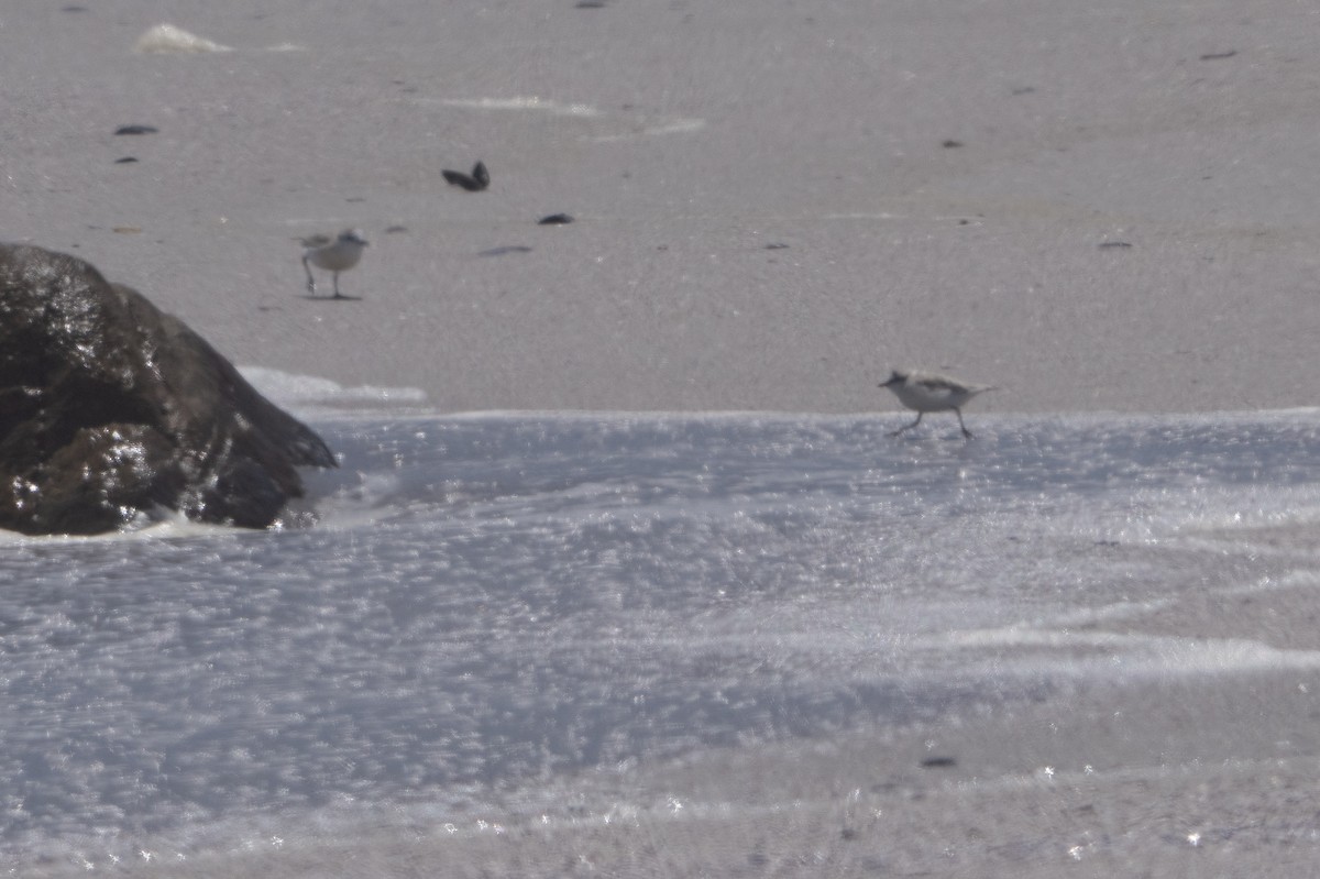 White-fronted Plover - ML645917489