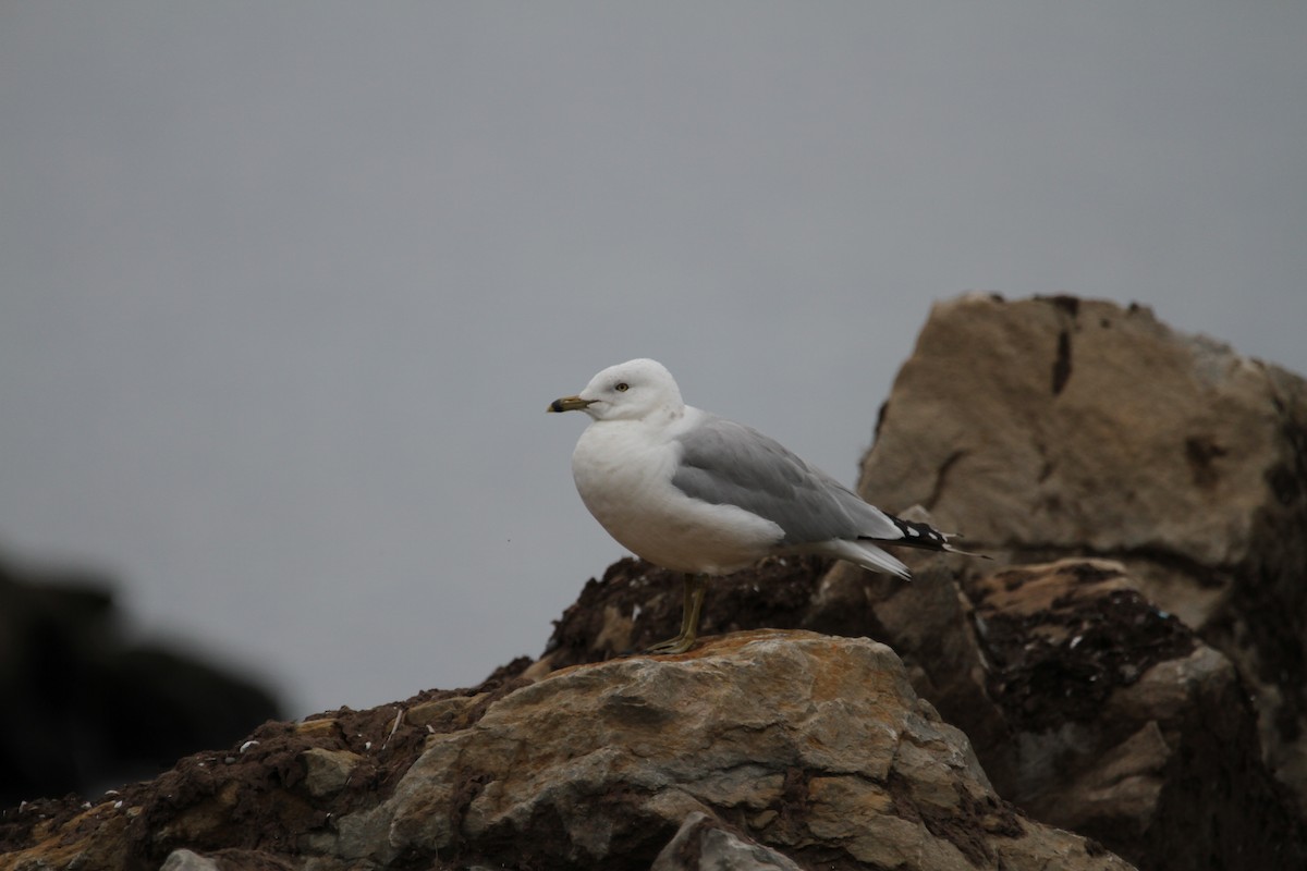 Ring-billed Gull - ML645917498