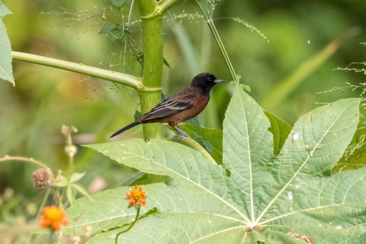 Orchard Oriole - ML645917499