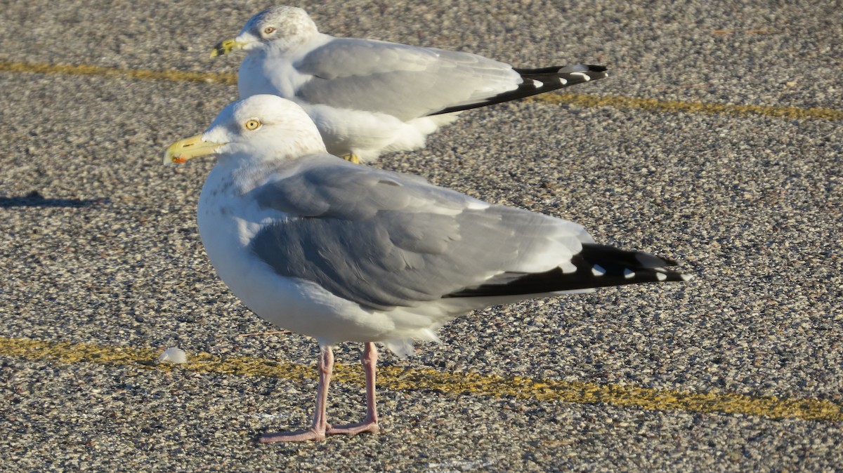 American Herring Gull - ML645917500