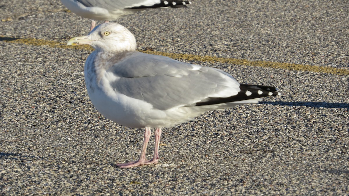 American Herring Gull - ML645917501
