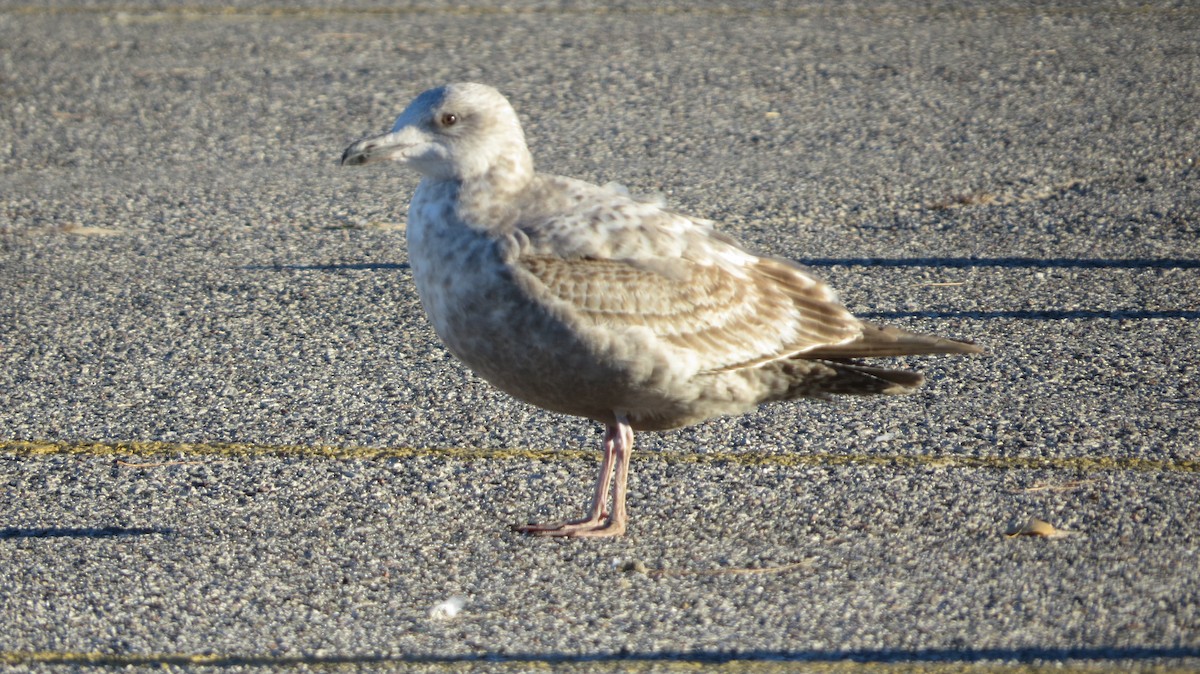 American Herring Gull - ML645917502