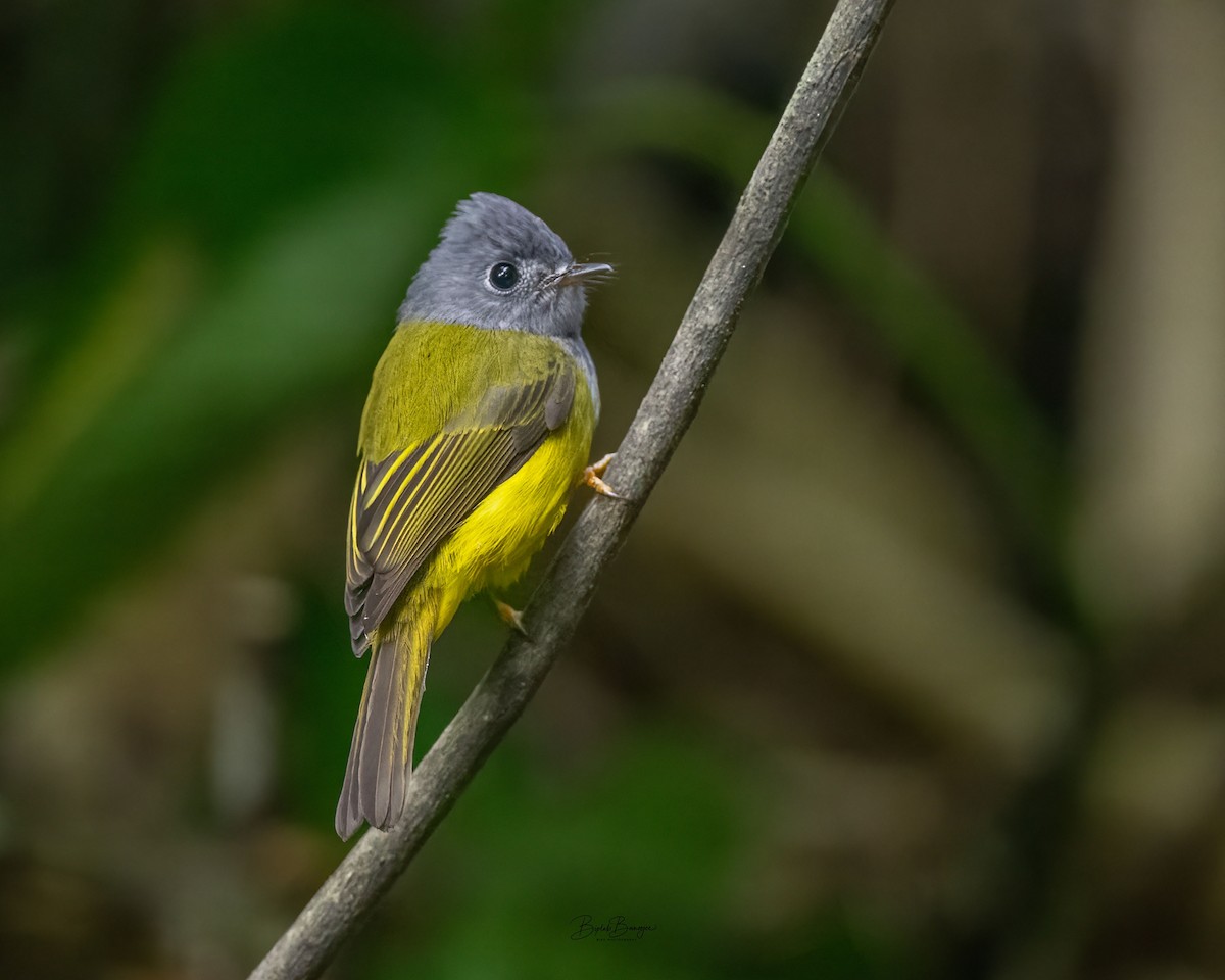 Gray-headed Canary-Flycatcher - ML645917509