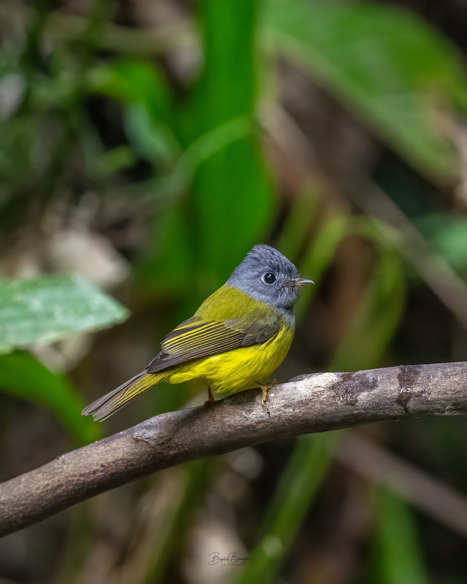 Gray-headed Canary-Flycatcher - ML645917510