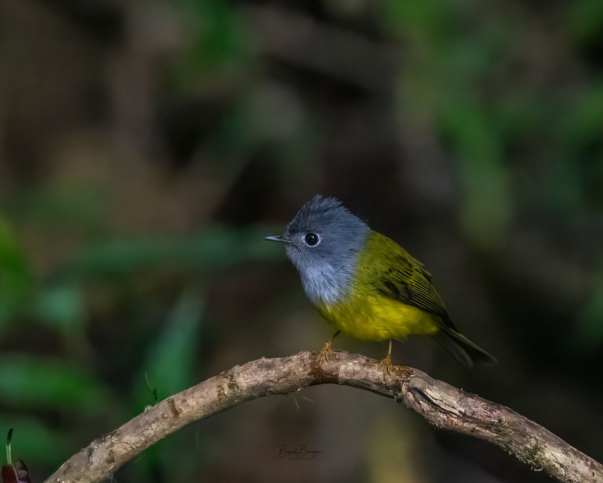 Gray-headed Canary-Flycatcher - ML645917511