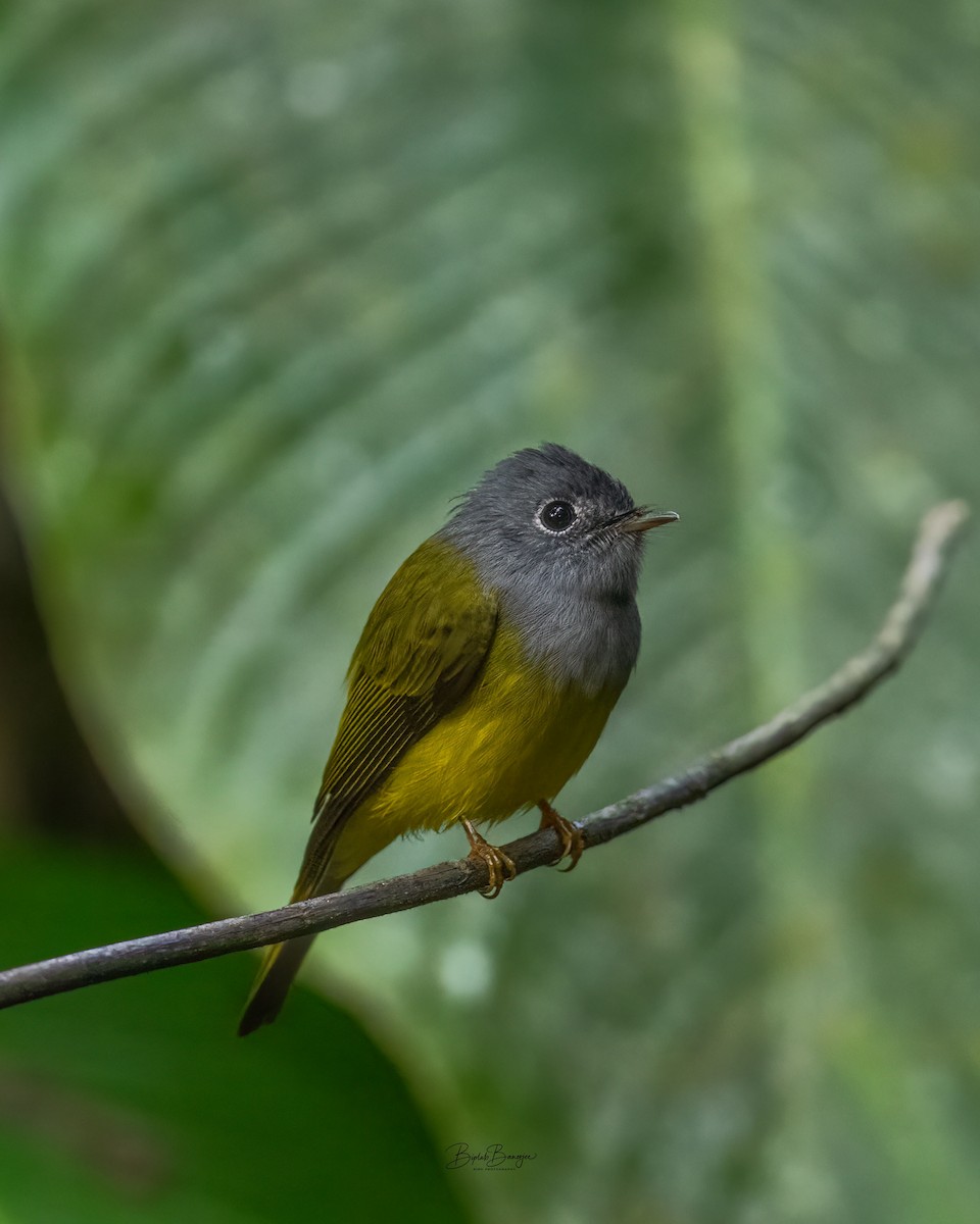 Gray-headed Canary-Flycatcher - ML645917512