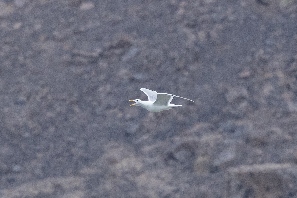 Gavión Hiperbóreo - ML645917515