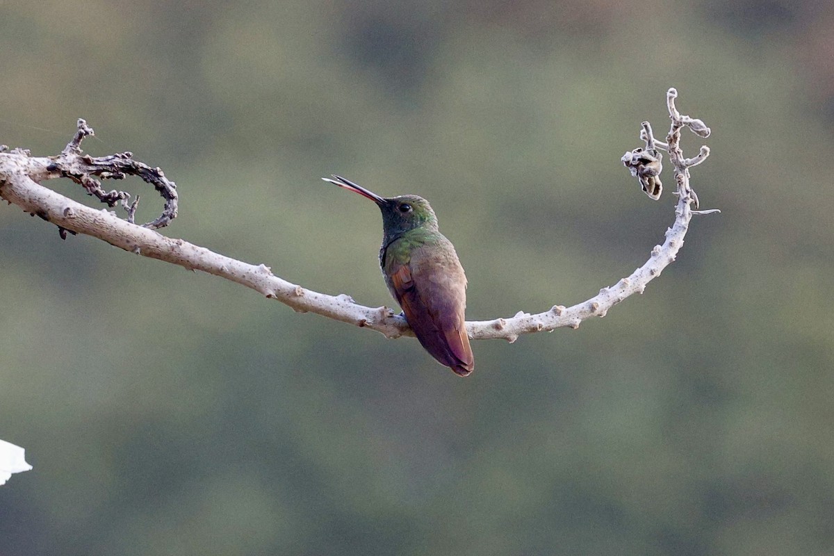 Berylline Hummingbird - ML645917520