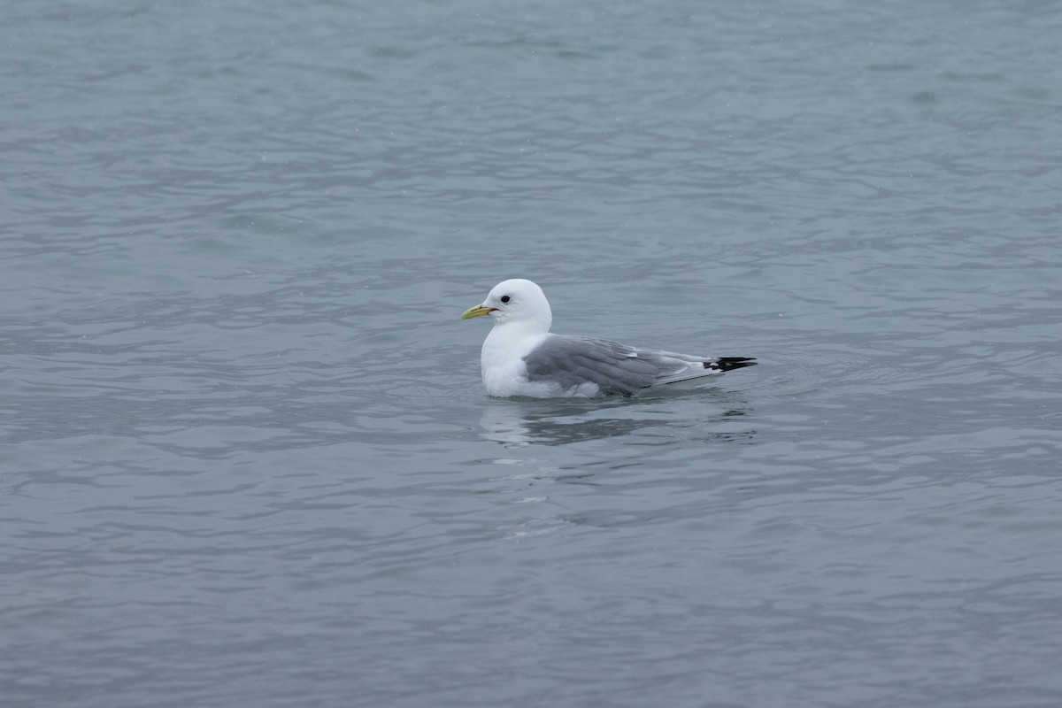 Black-legged Kittiwake - ML645917526