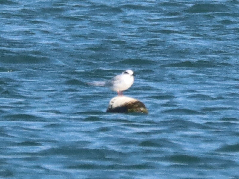 メリケンアジサシ - ML645917527