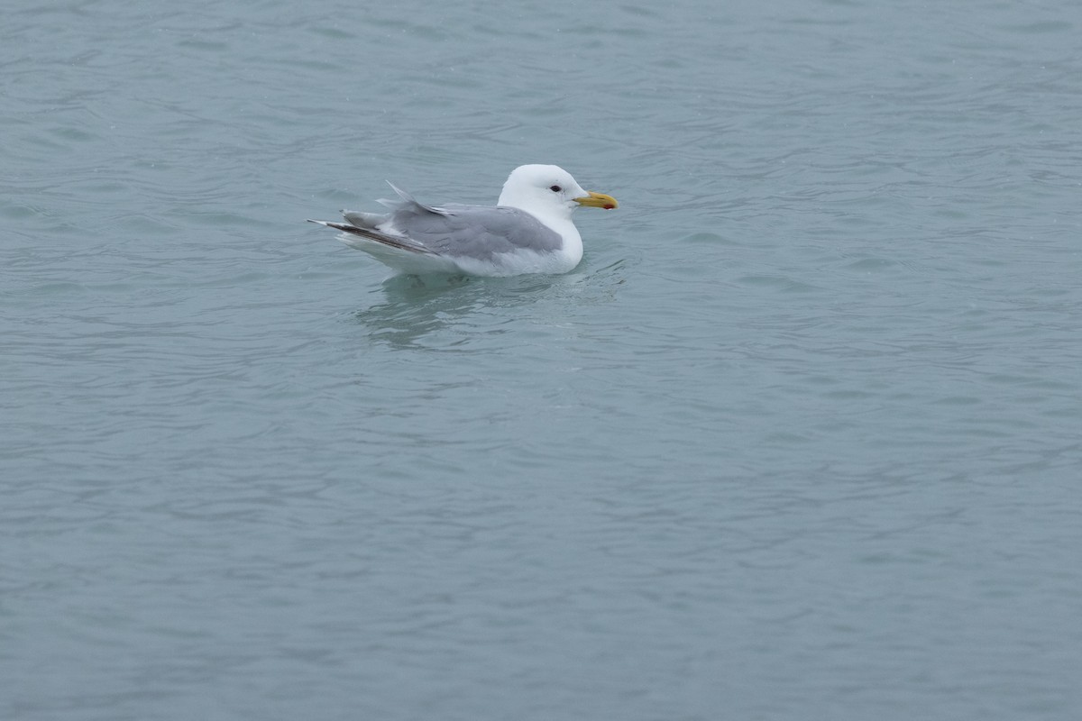 Black-legged Kittiwake - ML645917531