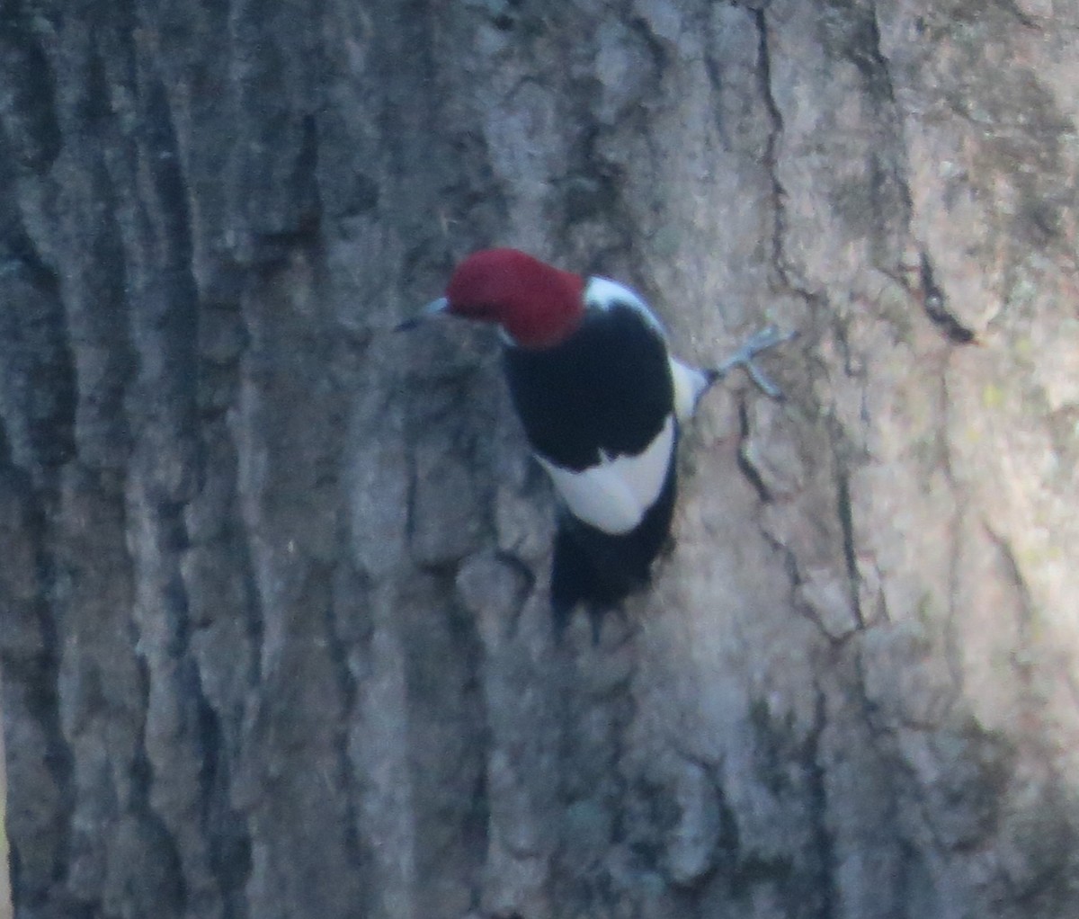 Red-headed Woodpecker - ML645917532