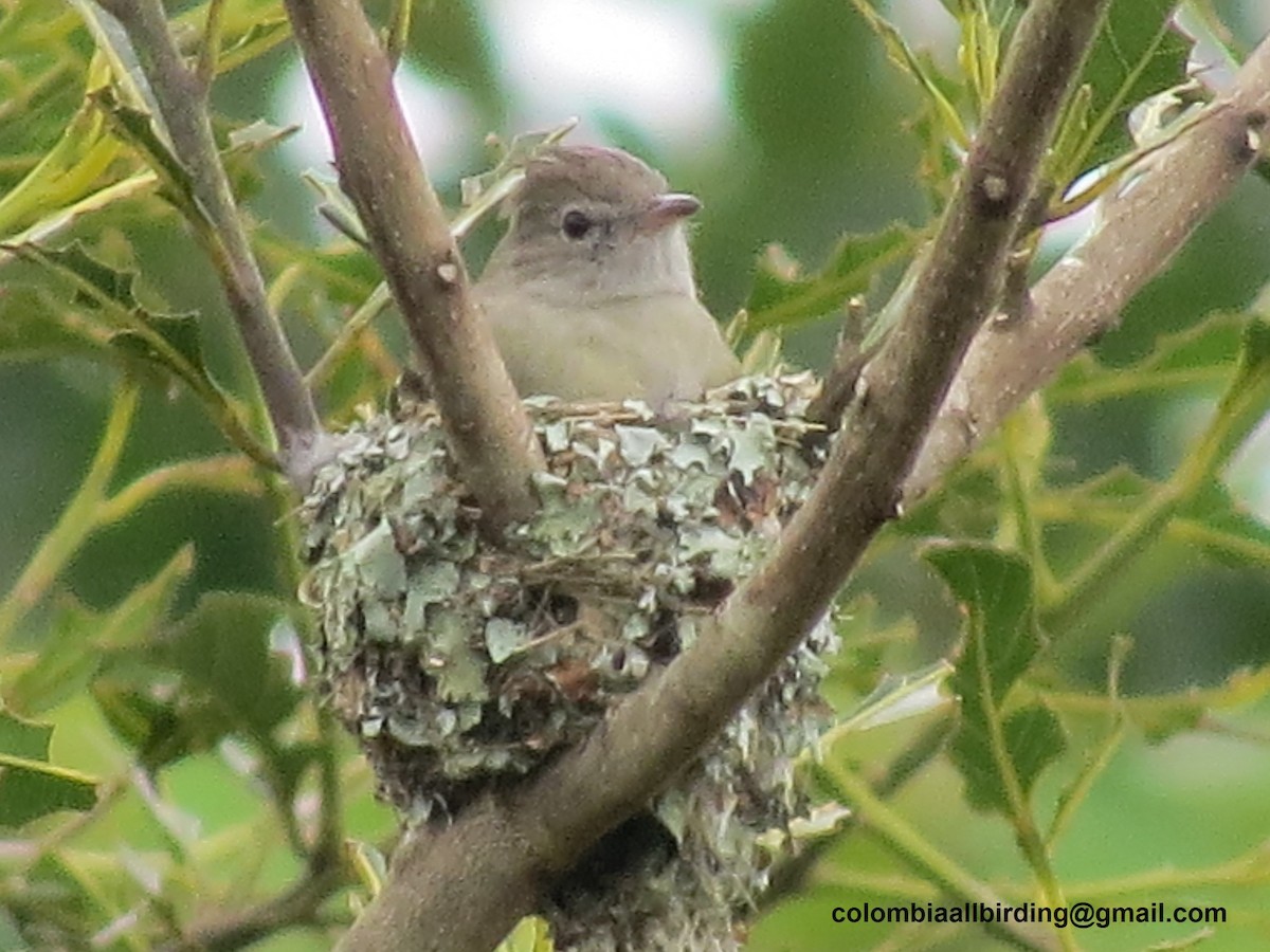 Желтобрюхая эления - ML645917533