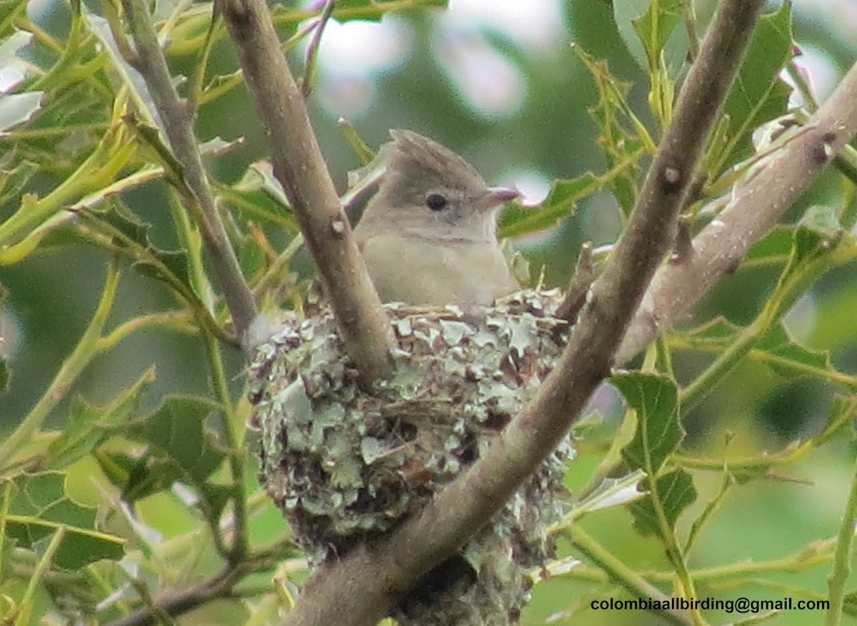 Желтобрюхая эления - ML645917538